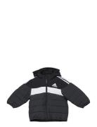 In F Pad Jkt Sport Jackets & Coats Puffer & Padded Black Adidas Sports...